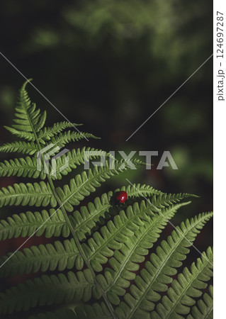 Ladybird on a spring green fern leaf 124697287