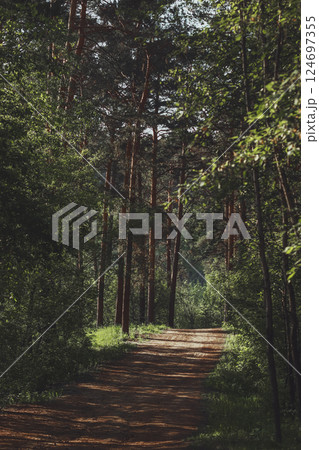 Pathway alley through the green forest park on a clear day. Soft sunlight, sunbeams, shadows. Summer, nature, environment, ecology, ecotourism, hiking, walking, exploring 124697355