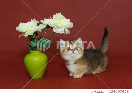 Small Scottish kitten next to a vase and flowers 124697498