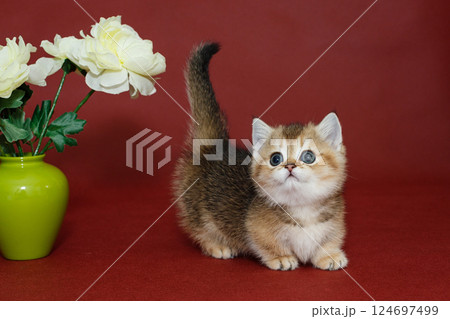 Small Scottish kitten next to a vase and flowers 124697499
