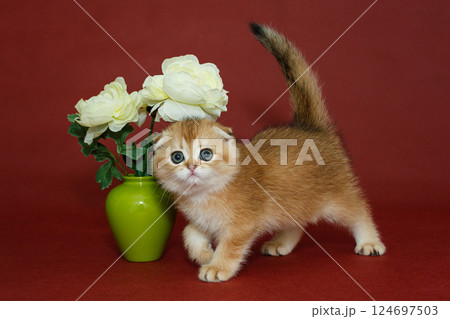 Scottish fold kitten and a vase with a flower 124697503