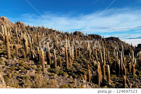 Cacti island Isla Incahuasi in Salar de Uyuni desert in Bolivia. 124697523