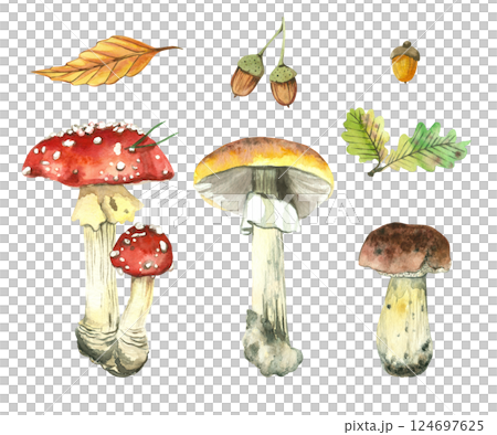 Set of forest mushrooms, fly agarics, birch boletes, porcini mushroom, tree leaves, acorns, oak leaves. All objects are hand-drawn with watercolors. For design of packaging, books, postcards. 124697625