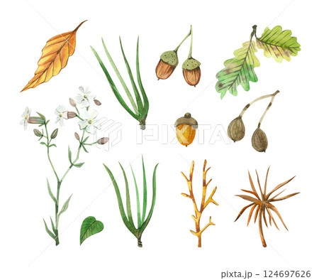 A set of watercolor illustrations. Forest plants and leaves, acorns, oak leaves, pine needles, white flowers. All objects are hand-drawn with watercolors. Suitable for design, creativity, postcard. A set of watercolor illustrations. Forest plants and leaves, acorns, oak leaves, pine needles, white flowers. All objects are hand-drawn with watercolors. Suitable for design, creativity, postcard. 124697626