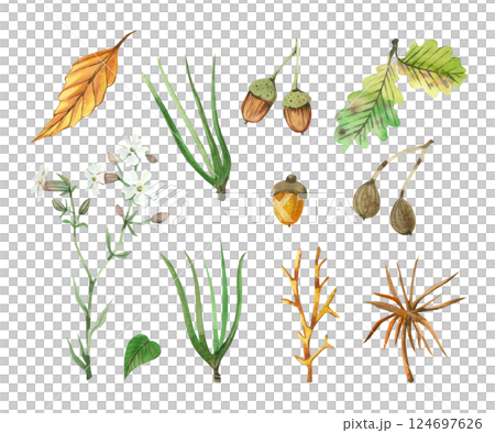 A set of watercolor illustrations. Forest plants and leaves, acorns, oak leaves, pine needles, white flowers. All objects are hand-drawn with watercolors. Suitable for design, creativity, postcard. A set of watercolor illustrations. Forest plants and leaves, acorns, oak leaves, pine needles, white flowers. All objects are hand-drawn with watercolors. Suitable for design, creativity, postcard. 124697626