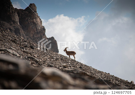 Majestic Mountain Goat on Rocky Slope Under Cloudy Sky Nature and Wildlife Photography for Posters and Prints 124697705