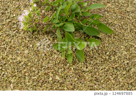 Dry thyme texture, dried marjoram pattern, oregano pile background, ground crushed thyme seasoning mockup Dry thyme texture, dried marjoram pattern, oregano pile background, ground crushed thyme seasoning mockup 124697885