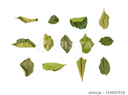 Thai lime dried leaves isolated, makrut lime or Citrus hystrix leaf pile, kaffir lime dry sprouts, Asia spices 124697918