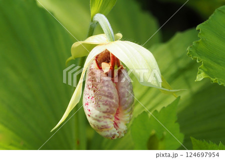 クマガイソウの花 124697954