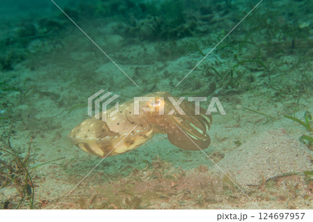 An amazing cuttlefish among soft coral. Picture from Puerto Galera, Philippines An amazing cuttlefish among soft coral. Picture from Puerto Galera, Philippines 124697957