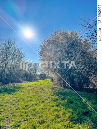 Sunny Spring Meadow with Blooming Trees, Clear Blue Sky, Lush Green Grass, Natural Landscape. High quality photo 124698063