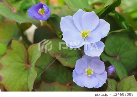 タツタソウの花 タツタソウの花 124698099