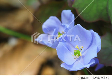 タツタソウの花 タツタソウの花 124698154