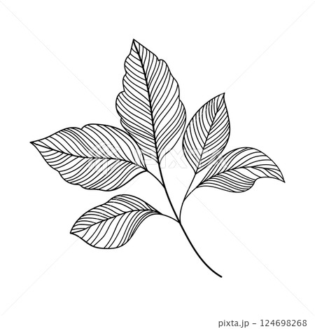 Detailed Leaves Illustrations. Detailed contour illustrations of leaves in various shapes. Detailed Leaves Illustrations. Detailed contour illustrations of leaves in various shapes. 124698268