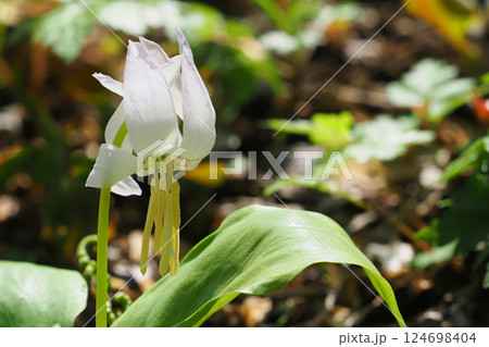 シロバナカタクリの花 シロバナカタクリの花 124698404