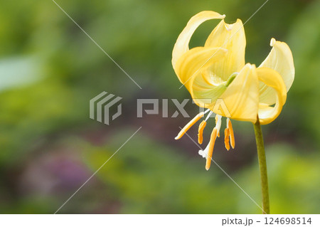 キバナカタクリの花 124698514