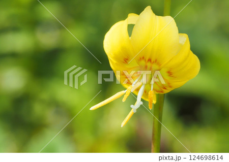 キバナカタクリの花 キバナカタクリの花 124698614