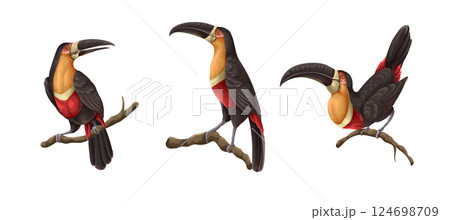 Toucans on the branches isolated. Vector. 124698709