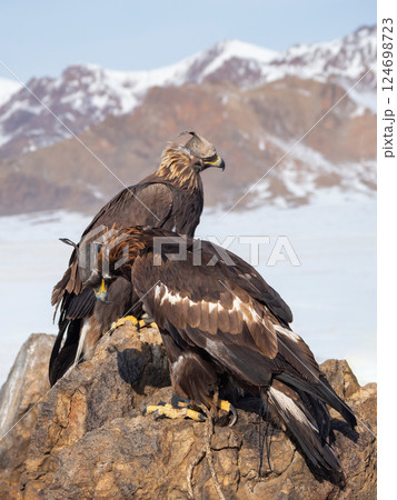 Close up two golden eagles are resting Close up two golden eagles are resting 124698723