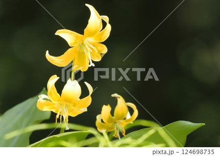キバナカタクリの花 124698735