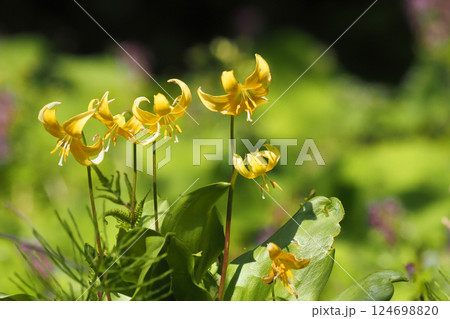 キバナカタクリの花 キバナカタクリの花 124698820