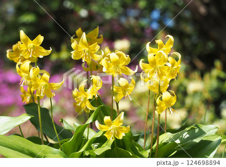 キバナカタクリの花 124698894