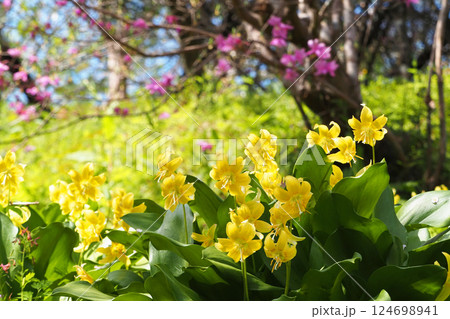 キバナカタクリの花 124698941