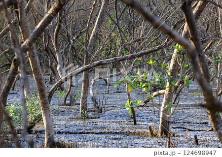 Conditions inside the mangrove forest, Mangrove plants growing in wetlands, Coastal mangrove forest leaves. Conditions inside the mangrove forest, Mangrove plants growing in wetlands, Coastal mangrove forest leaves. 124698947