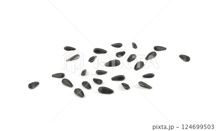 Sunflower seeds pile isolated, black oil sun flower grains group with shell, fresh edible oil seeds heap 124699503