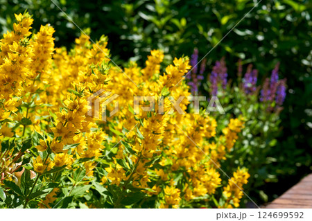 Thickets of wonderful yellow loosestrife flowers in the city park garden 124699592