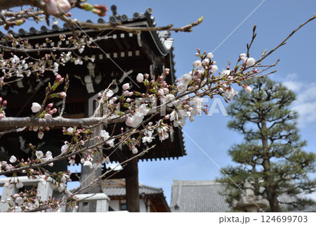 金戒光明寺　咲きはじめのサクラと鐘楼(京都市左京区) 124699703