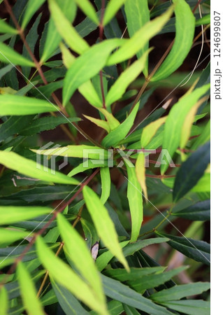 マホニアコンフューサの葉にクローズアップした背景用写真素材 124699807