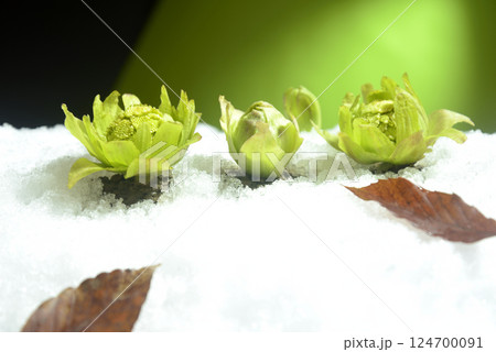 蕗の薹 春のイメージ 蕗の薹 春のイメージ 124700091