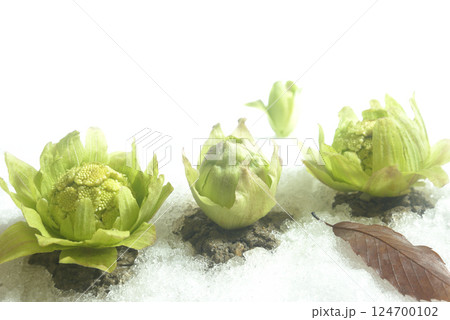 蕗の薹 春のイメージ 蕗の薹 春のイメージ 124700102