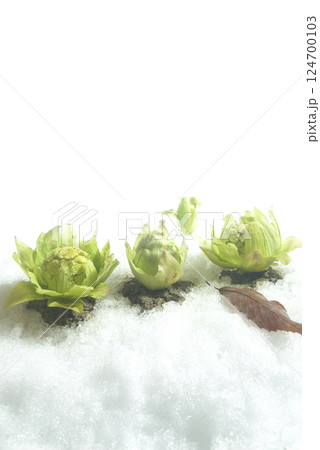 蕗の薹 春のイメージ 蕗の薹 春のイメージ 124700103