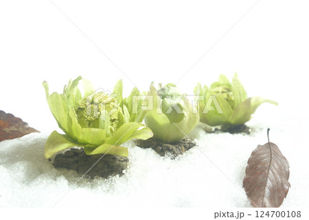 蕗の薹 春のイメージ 蕗の薹 春のイメージ 124700108