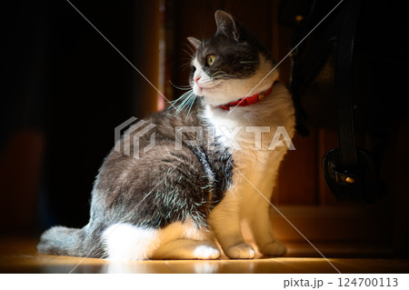光が当たる猫 124700113