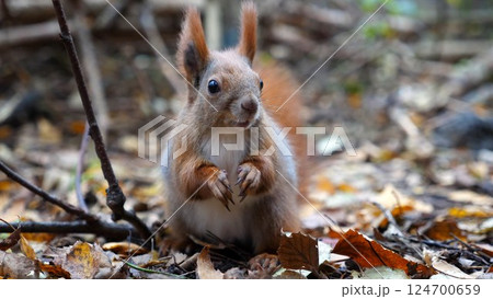 Wild fluffy squirrel gnawing nuts at forest. Cute brown rodent eating found walnuts at autumn park. Portrait to small sciurus chewing food outdoor. Concept of wildlife Wild fluffy squirrel gnawing nuts at forest. Cute brown rodent eating found walnuts at autumn park. Portrait to small sciurus chewing food outdoor. Concept of wildlife 124700659