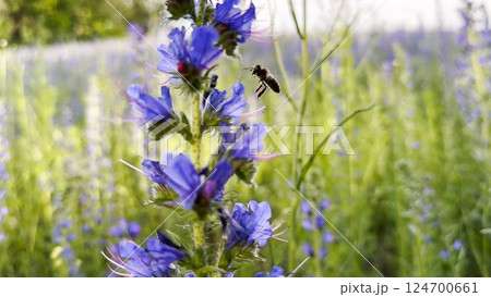 Honey bee pollinating spring blossom. Flying bee gathering pollen on purple flower at summer field. Bumble collecting nectar from wildflower at meadow. Hard work of little insect. Close up Honey bee pollinating spring blossom. Flying bee gathering pollen on purple flower at summer field. Bumble collecting nectar from wildflower at meadow. Hard work of little insect. Close up 124700661