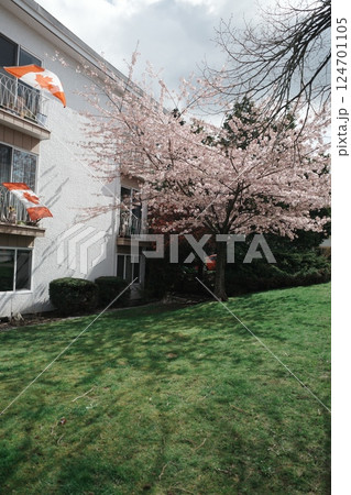 Cherry Blossom  124701105