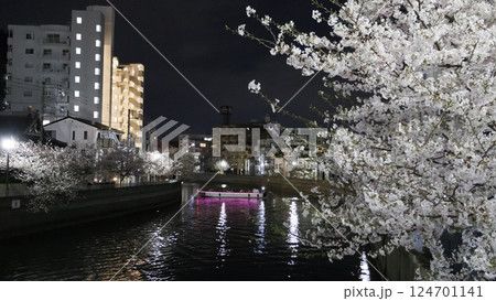 横浜市大岡川の夜桜 横浜市大岡川の夜桜 124701141