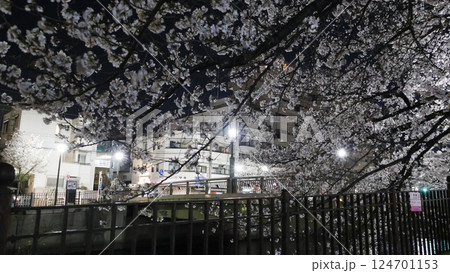 横浜市大岡川の夜桜 横浜市大岡川の夜桜 124701153