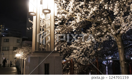 横浜市大岡川の夜桜 124701159