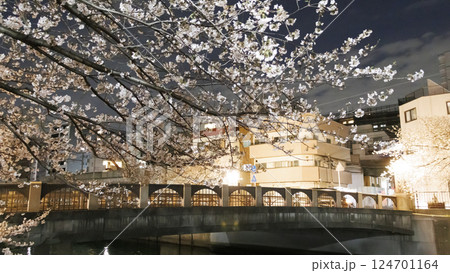 横浜市大岡川の夜桜 横浜市大岡川の夜桜 124701164