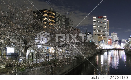 横浜市大岡川の夜桜 124701170