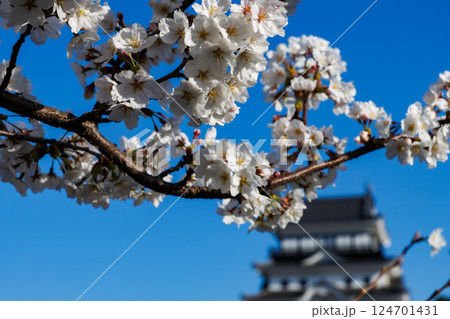 春の福山城と桜 春の福山城と桜 124701431
