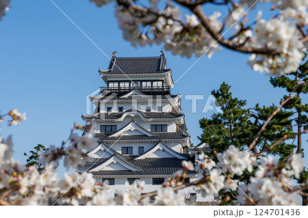 春の福山城と桜 春の福山城と桜 124701436