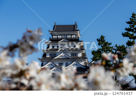 春の福山城と桜 124701437