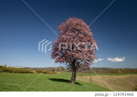 一本桜の大地 124701468