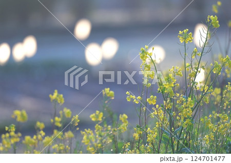 朝日に照らされた菜の花 124701477